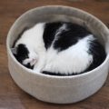 Rundes Katzenbett aus Wollfilz mit austauschbarem pastellfarbenem Kissen