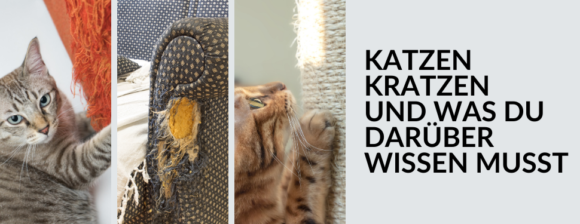 Katzen kratzen und was Du darüber wissen musst - Die moderne Katze