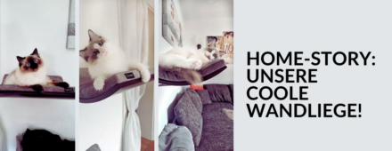 Home-Story: Unsere coole Wandliege. Mit Katzenlieg udn Trittstufemn die Wand zum Katzenparadies machen.