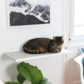 Katzen Wandliege STRAIGHT – Elegante Liege und Aussichtsplattform für Katzen
