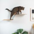 Katzen-Kletterhilfe WAVE in Weiss mit Korkauflage