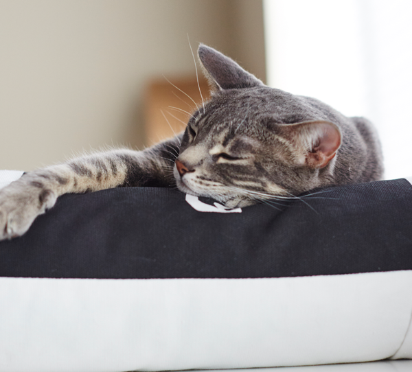 Das rechteckige Katzenkissen PADI. Langlebiges Schlafkissen für Katzen.