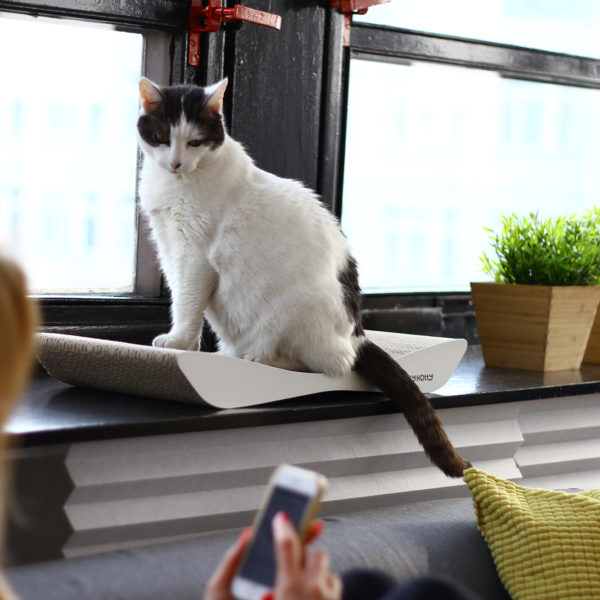 Katzenliege Tobi auf der Fensterbank