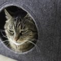 Filz Katzenhöhle und Regalkorb mit Griff