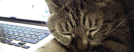 7 Katzen-Blogs die uns begeistern