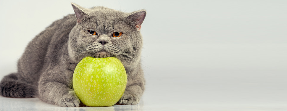 Diese 10 Nahrungsmittel sind schädlich für Ihre Katze