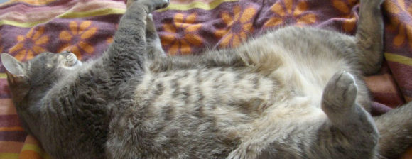 Jetzt reicht’s! Die Katze schläft im Bett - und sollte das nicht? - Die